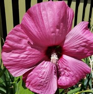 Meet your Posher, Jacqueline